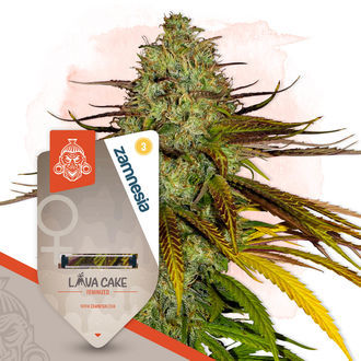 Lava Cake (Zamnesia Seeds) Feminiserede