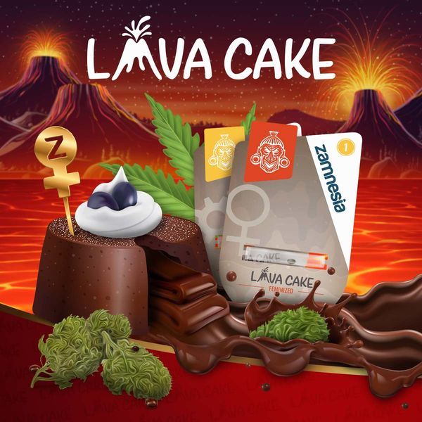 Lava Cake (Zamnesia Seeds) Feminiserede