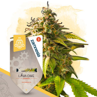 Lava Cake Autoflower (Zamnesia Seeds) Feminiserede