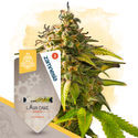 Lava Cake Autoflower (Zamnesia Seeds) Feminiserede