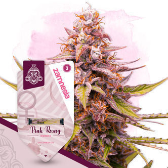 Pink Rozay (Zamnesia Seeds) feminiserede