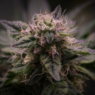 Pink Rozay (Zamnesia Seeds) Feminiserede