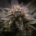 Pink Rozay (Zamnesia Seeds) Feminiserede