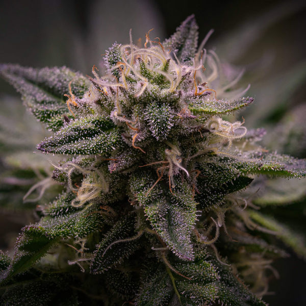 Pink Rozay (Zamnesia Seeds) Feminiserede