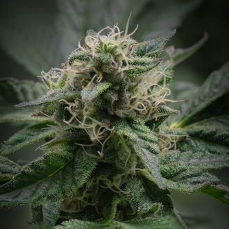 Pink Rozay (Zamnesia Seeds) Feminiserede