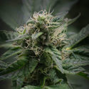 Pink Rozay (Zamnesia Seeds) Feminiserede