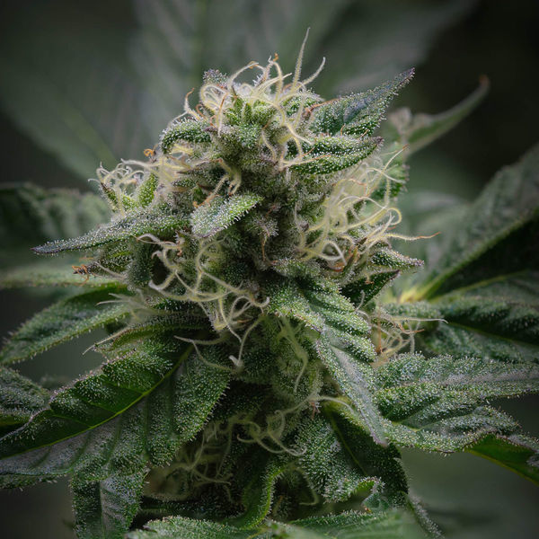 Pink Rozay (Zamnesia Seeds) Feminiserede