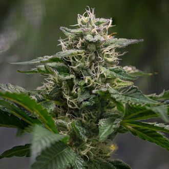 Pink Rozay (Zamnesia Seeds) Feminiserede