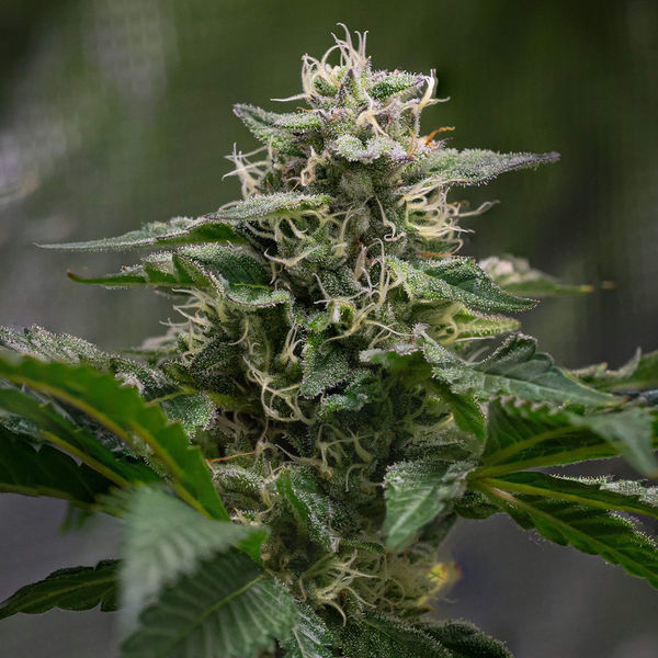 Pink Rozay (Zamnesia Seeds) Feminiserede