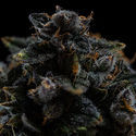 Pink Rozay (Zamnesia Seeds) Feminiserede