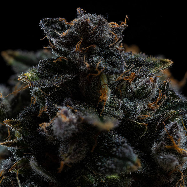 Pink Rozay (Zamnesia Seeds) Feminiserede