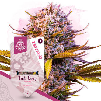 Pink Rozay Auto (Zamnesia Seeds) feminiserede cannabisfr&oslash;