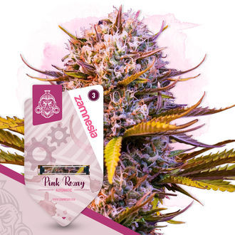 Pink Rozay Autoflower (Zamnesia Seeds) Feminiserede