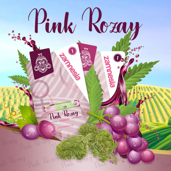 Pink Rozay Autoflower (Zamnesia Seeds) Feminiserede