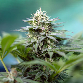 Apple Fritter (Zamnesia Seeds) Feminiserede