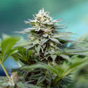 Apple Fritter (Zamnesia Seeds) Feminiserede