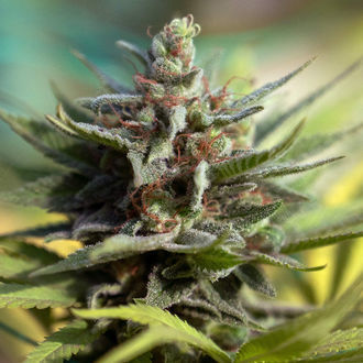 Apple Fritter (Zamnesia Seeds) Feminiserede