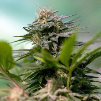 Apple Fritter (Zamnesia Seeds) Feminiserede
