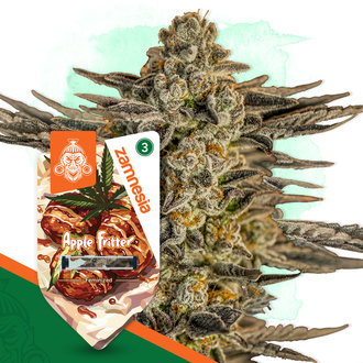 Apple Fritter (Zamnesia Seeds) Feminiserede