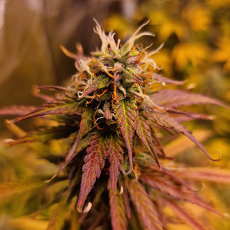 Apple Fritter Autoflower (Zamnesia Seeds) Feminiserede