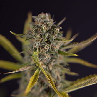 Apple Fritter Autoflower (Zamnesia Seeds) Feminiserede