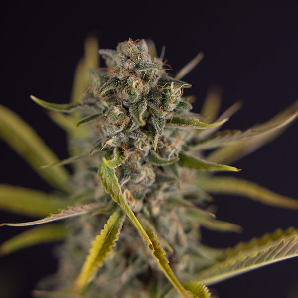 Apple Fritter Autoflower (Zamnesia Seeds) Feminiserede