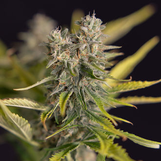 Apple Fritter Autoflower (Zamnesia Seeds) Feminiserede