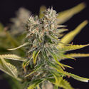 Apple Fritter Autoflower (Zamnesia Seeds) Feminiserede