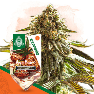 Apple Fritter Autoflower (Zamnesia Seeds) Feminiserede