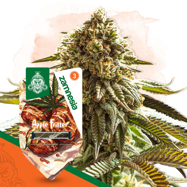 Apple Fritter Autoflower (Zamnesia Seeds) Feminiserede