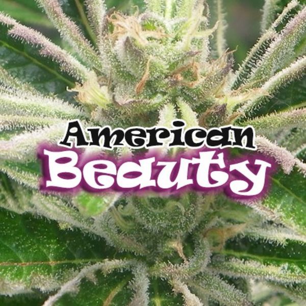 American Beauty (Dr Underground) Feminiserede