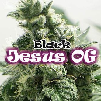 Black Jesus OG (Dr. Underground) feminiserede cannabisfr&oslash;