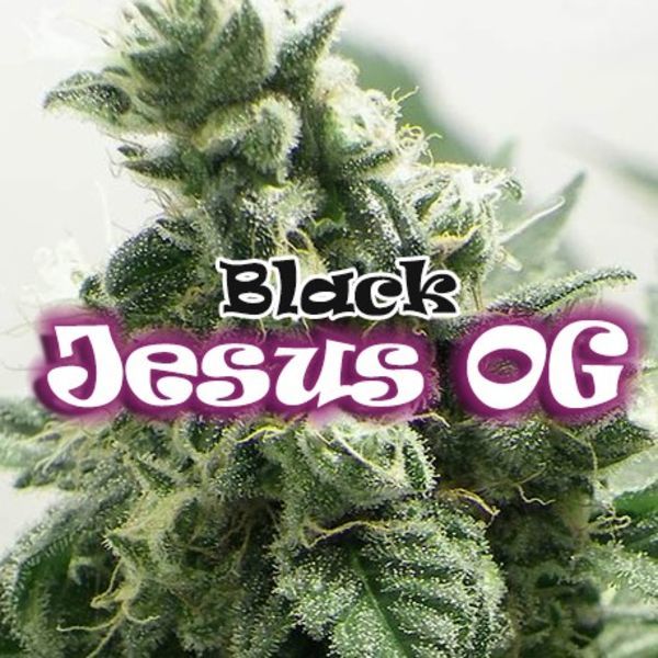 Black Jesus OG (Dr Underground) Feminiserede