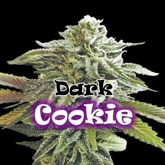 Dark Cookie (Dr. Underground) feminiserede cannabisfr&oslash;