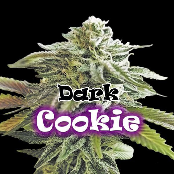 Dark Cookie (Dr. Underground) Feminiserede