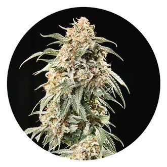 Auto Tao Mix 2 (Top Tao Seeds) regul&aelig;r