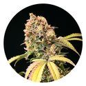Auto Tao Mix 1 (Top Tao Seeds) regulær