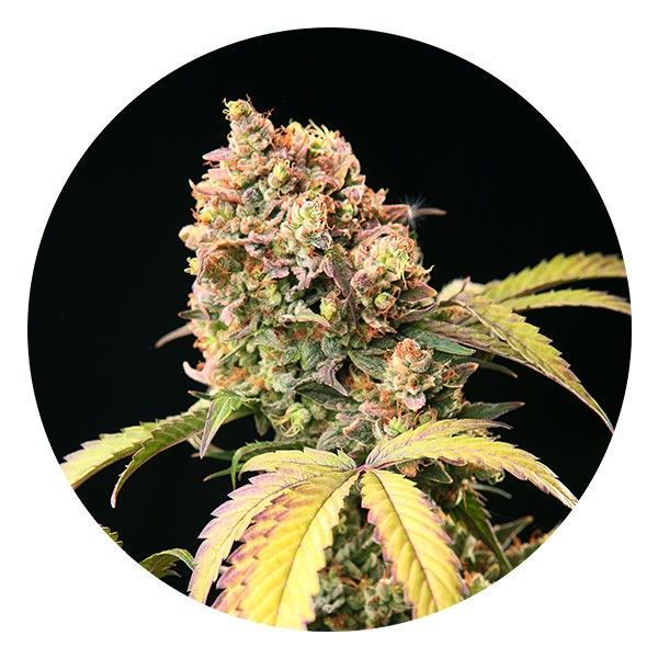 Auto Tao Mix 1 (Top Tao Seeds) regulær