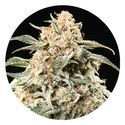 Semi Auto Mix (Top Tao Seeds) regulær