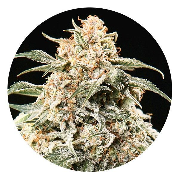 Semi Auto Mix (Top Tao Seeds) regulær