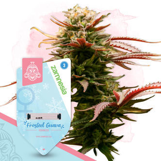 Frosted Cereal (Zamnesia Seeds) feminiserede