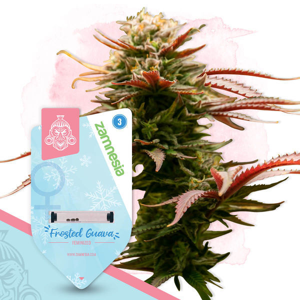 Frosted Guava (Zamnesia Seeds) Feminiserede