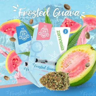 Frosted Guava (Zamnesia Seeds) Feminiserede
