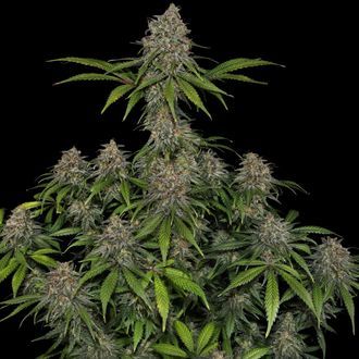 Frosted Guava (Zamnesia Seeds) Feminiserede