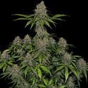 Frosted Guava (Zamnesia Seeds) Feminiserede