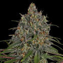 Frosted Guava (Zamnesia Seeds) Feminiserede