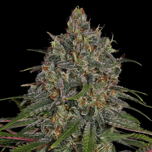 Frosted Guava (Zamnesia Seeds) Feminiserede