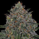 Frosted Guava (Zamnesia Seeds) Feminiserede