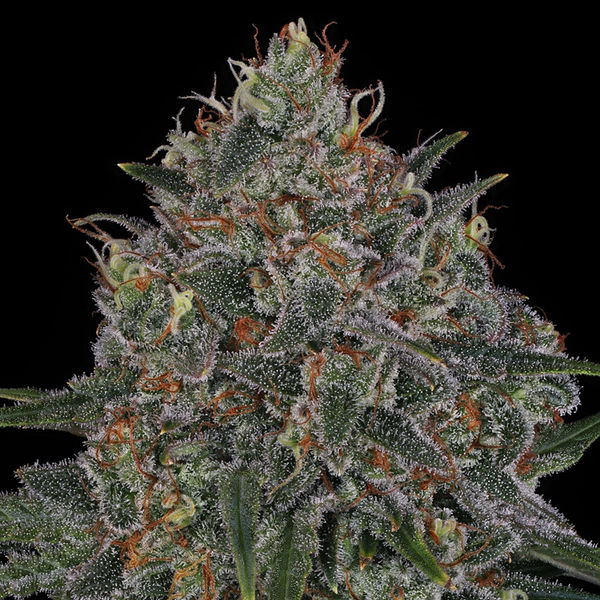 Frosted Guava (Zamnesia Seeds) Feminiserede