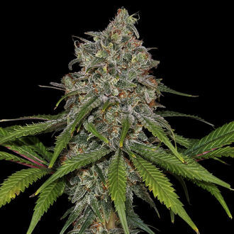 Frosted Guava (Zamnesia Seeds) Feminiserede